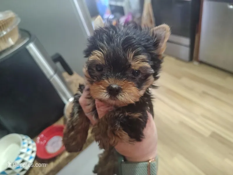 Gidgett  – Yorkshire Terrier puppy for sale in Lincolnton, NC