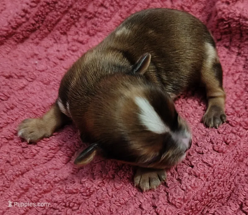 Cooper  – Yorkshire Terrier puppy for sale in Lincolnton, NC