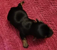 Cameron , a male Yorkshire Terrier for sale in Lincolnton, NC – 3 of 3