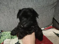 Argo, a male Yorkshire Terrier for sale in Lincolnton, NC – Photo 3 of 3