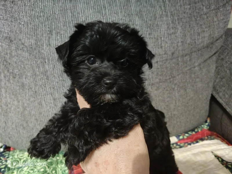 Argo – Yorkshire Terrier puppy for sale in Lincolnton, NC