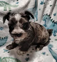 Andy , a male Yorkshire Terrier for sale in Lincolnton, NC – Photo 2 of 4