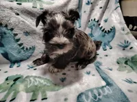 Andy , a male Yorkshire Terrier for sale in Lincolnton, NC – Photo 4 of 4