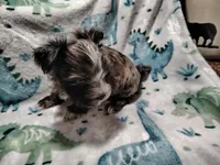 Andy , a male Yorkshire Terrier for sale in Lincolnton, NC – Photo 3 of 4