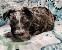 Andy , a male Yorkshire Terrier for sale in Lincolnton, NC – Photo 1 of 4