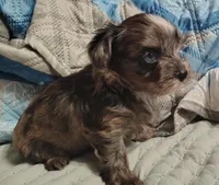 Camden , a male Yorkshire Terrier for sale in Lincolnton, NC – 4 of 4