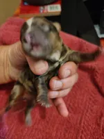 Camden , a male Yorkshire Terrier for sale in Lincolnton, NC – 2 of 2