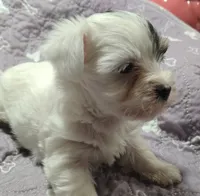 Anna , a female Yorkshire Terrier for sale in Lincolnton, NC – 2 of 5