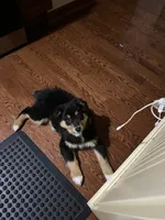 Mason, a male Australian Shepherd for sale in Indianapolis, IN – 6 of 9
