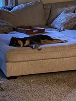 Mason, a male Australian Shepherd for sale in Indianapolis, IN – 2 of 9