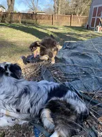 Mason, a male Australian Shepherd for sale in Indianapolis, IN – 8 of 9