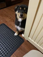 Mason, a male Australian Shepherd for sale in Indianapolis, IN – 9 of 9