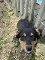 Mason, a male Australian Shepherd for sale in Indianapolis, IN – 3 of 9
