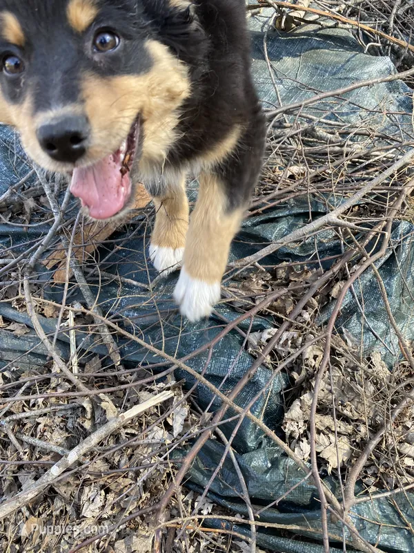 Mason – Australian Shepherd puppy for sale in Indianapolis, IN