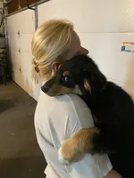 Mason, a male Australian Shepherd for sale in Indianapolis, IN – 4 of 9