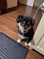 Mason, a male Australian Shepherd for sale in Indianapolis, IN – 7 of 9