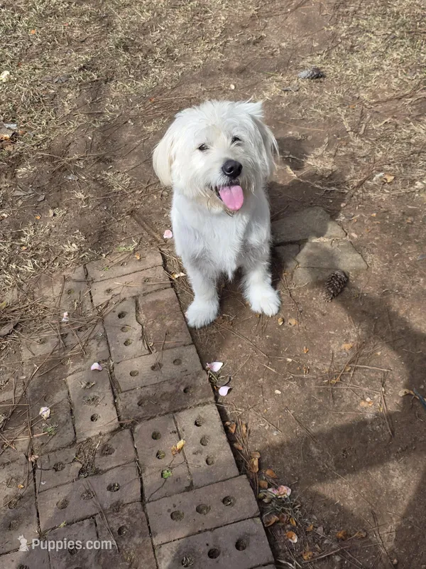 Silver – Labrador Retriever puppy for sale in Greenwood, SC