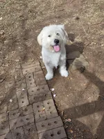 Silver, a male Labrador Retriever for sale in Greenwood, SC – Photo 1 of 3
