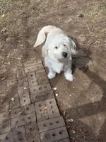 Silver, a male Labrador Retriever for sale in Greenwood, SC – Photo 2 of 3