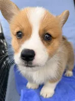 Stewart, a male Pembroke Welsh Corgi for sale in Cuba, NY – 2 of 9