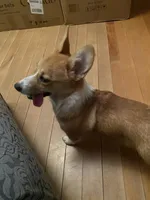 Lucy, a female Pembroke Welsh Corgi for sale in Cuba, NY – 4 of 9