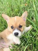 Leo, a male Pembroke Welsh Corgi for sale in Cuba, NY – 5 of 9