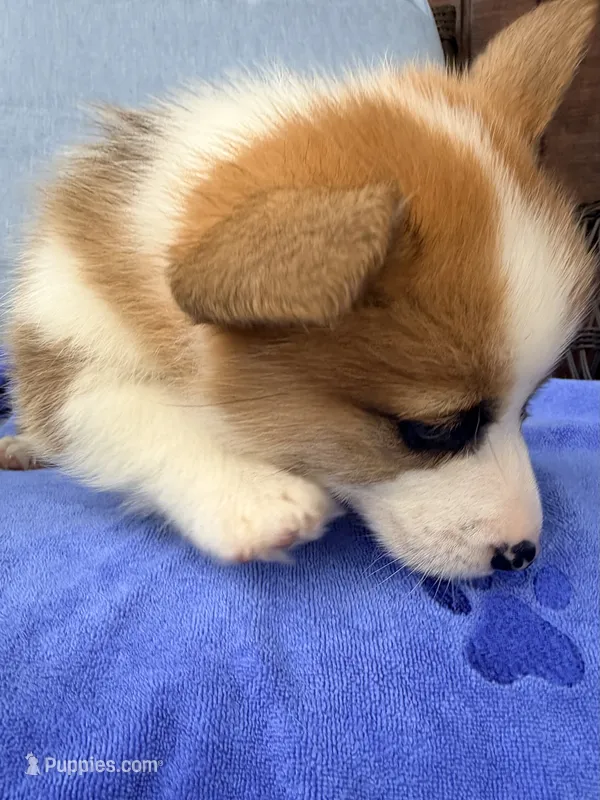 Moonpie, a male Pembroke Welsh Corgi for sale in Cuba, NY – 1 of 9
