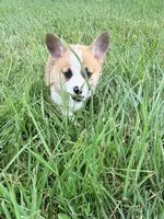 Moonpie, a male Pembroke Welsh Corgi for sale in Cuba, NY – 6 of 9
