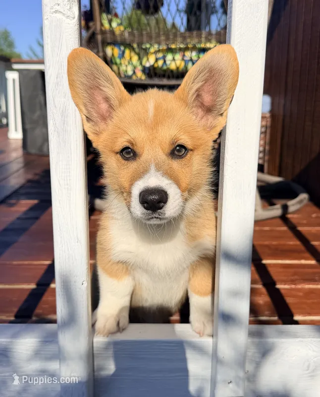 Leo – Pembroke Welsh Corgi puppy for sale in Cuba, NY