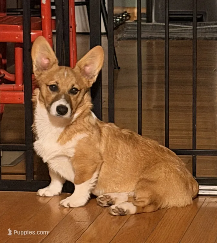Bert – Pembroke Welsh Corgi puppy for sale in Cuba, NY
