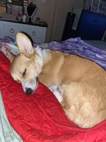 Lucy, a female Pembroke Welsh Corgi for sale in Cuba, NY – 6 of 9