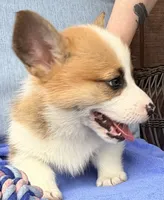Moonpie, a male Pembroke Welsh Corgi for sale in Cuba, NY – 7 of 9