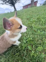 Moonpie, a male Pembroke Welsh Corgi for sale in Cuba, NY – 9 of 9