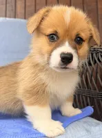 Bert, a male Pembroke Welsh Corgi for sale in Cuba, NY – 6 of 9