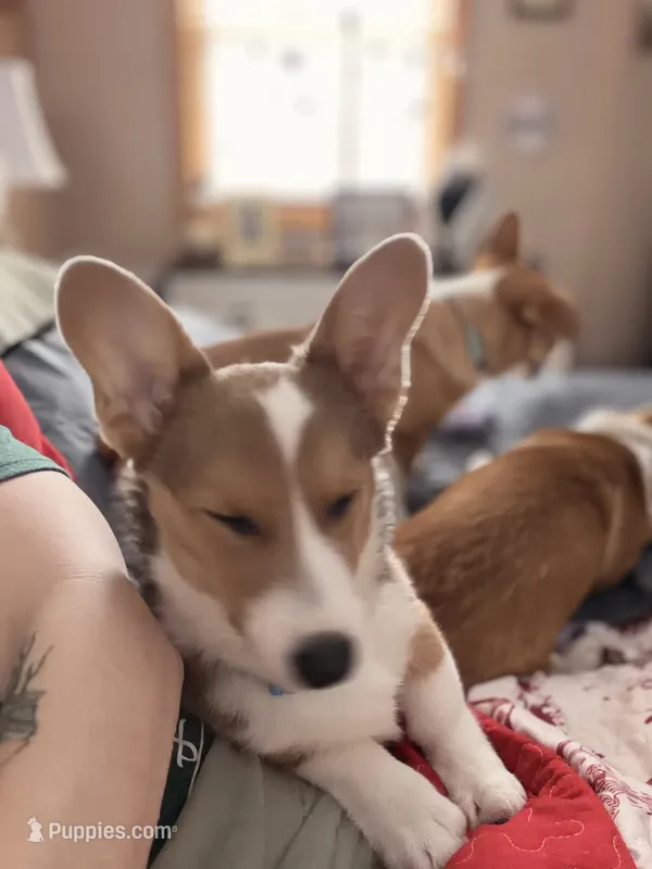 Ruby – Pembroke Welsh Corgi puppy for sale in Cuba, NY