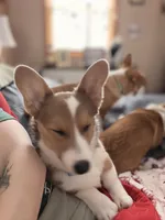 Ruby, a female Pembroke Welsh Corgi for sale in Cuba, NY – 1 of 5