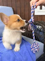 Stewart, a male Pembroke Welsh Corgi for sale in Cuba, NY – 8 of 9