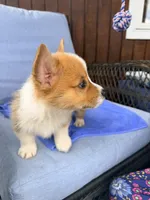 Stewart, a male Pembroke Welsh Corgi for sale in Cuba, NY – 6 of 9