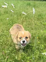Bert, a male Pembroke Welsh Corgi for sale in Cuba, NY – 8 of 9