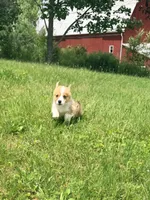Stewart, a male Pembroke Welsh Corgi for sale in Cuba, NY – 4 of 9