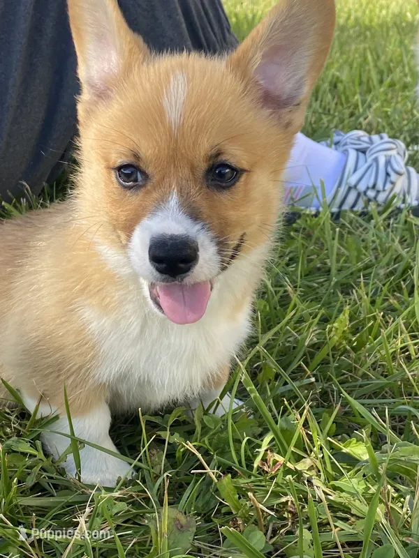 Bert – Pembroke Welsh Corgi puppy for sale in Cuba, NY
