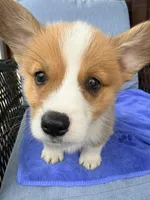 Stewart, a male Pembroke Welsh Corgi for sale in Cuba, NY – 1 of 9
