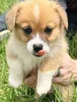 Bert, a male Pembroke Welsh Corgi for sale in Cuba, NY – 7 of 9