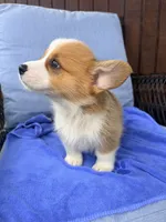 Stewart, a male Pembroke Welsh Corgi for sale in Cuba, NY – 7 of 9