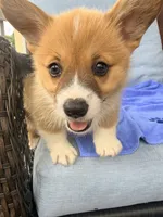 Leo, a male Pembroke Welsh Corgi for sale in Cuba, NY – 3 of 9