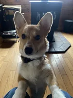 Lucy, a female Pembroke Welsh Corgi for sale in Cuba, NY – 7 of 9