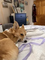 Lucy, a female Pembroke Welsh Corgi for sale in Cuba, NY – 2 of 9