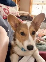 Ruby, a female Pembroke Welsh Corgi for sale in Cuba, NY – 2 of 5
