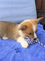 Stewart, a male Pembroke Welsh Corgi for sale in Cuba, NY – 5 of 9