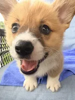 Leo, a male Pembroke Welsh Corgi for sale in Cuba, NY – 2 of 9
